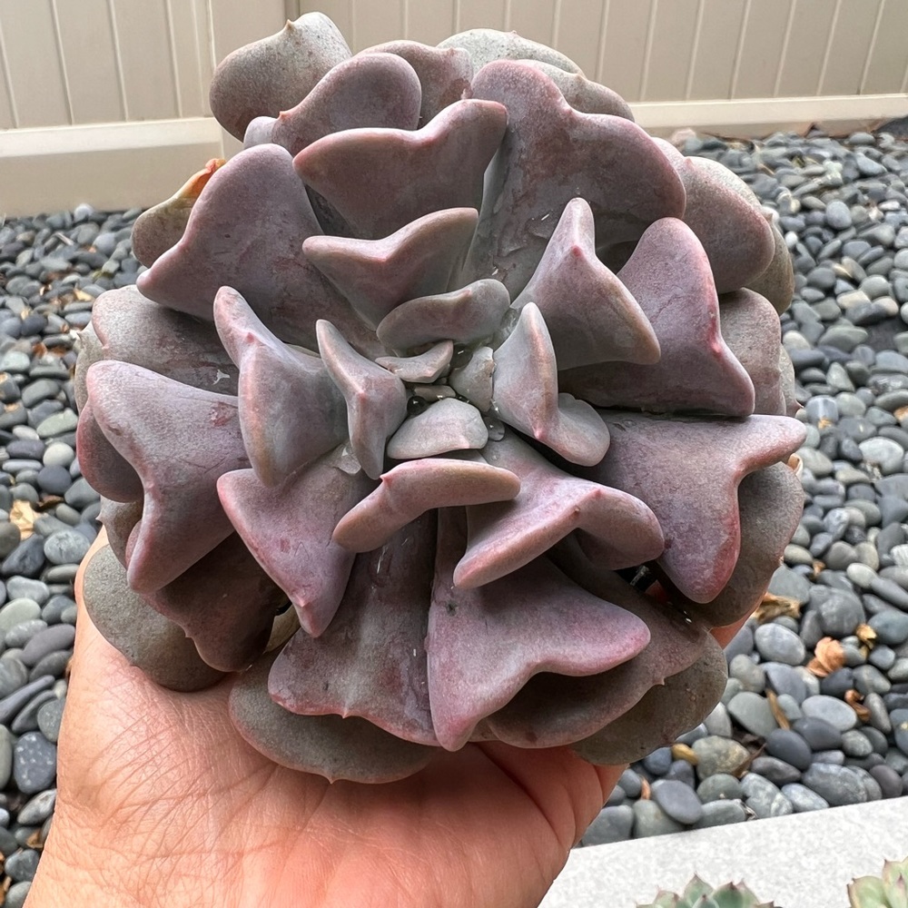 Cubic frost succulent